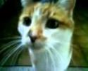 Minette