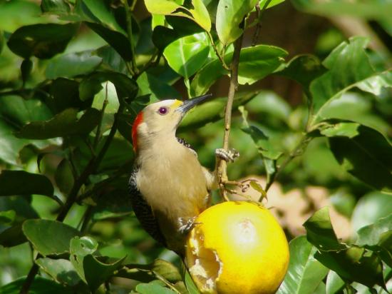 Birds Of Denmark
