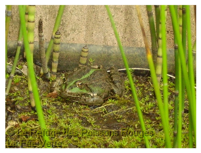 grenouille-6xlc6.jpg