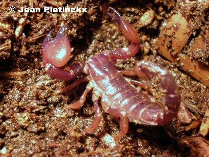 Pandinus cavimanus, juv�nil.