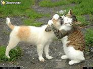 Tendresse