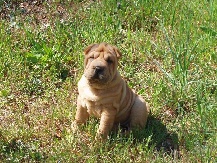 shar-pei-chevaux