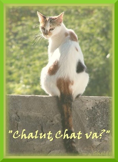 "Chat va"?