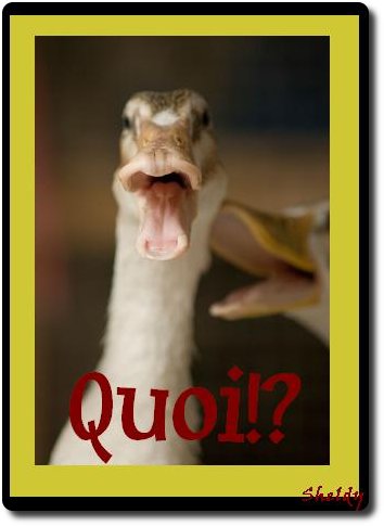 Quoi!?