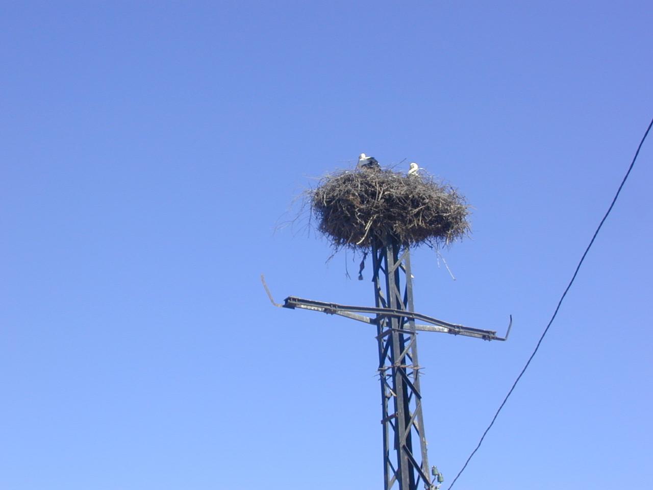 Cigogne du Caf� Benzineb.
