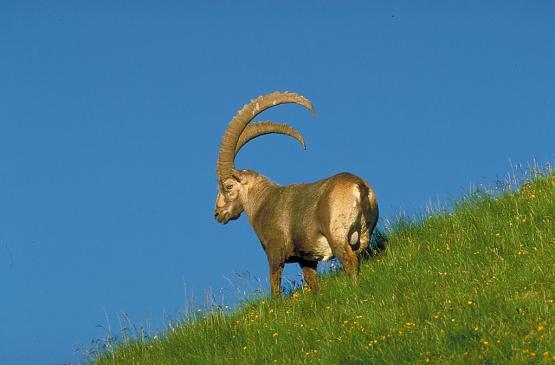 swisspic20040402_4840756_2.jpg