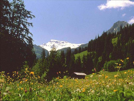 swisspic20040402_4840756_2.jpg