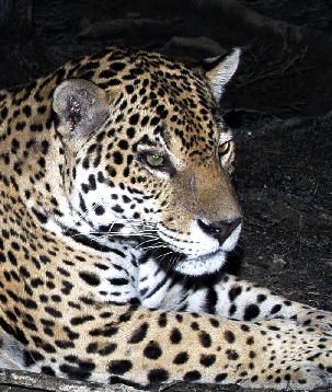 jaguard_03_1_1.jpg