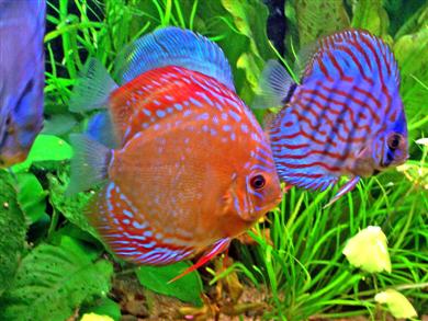 Aquarium Decoration on Installation D Un Aquarium De Discus Un Aquarium Dans Votre