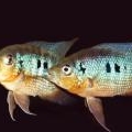 Cichlid�s am�ricains