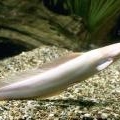 Poissons sp�ciaux