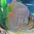 Discus