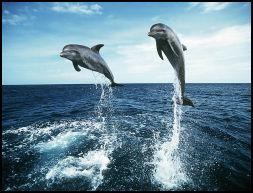 dauphins_joliecarte6.jpg