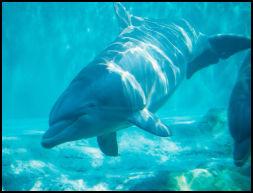 dauphins_joliecarte4.jpg