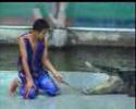 Crocodile eats a man's hand