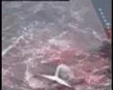 Cruel Whaling