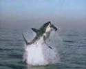 Shark attack
