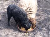 PHOTOS MOUTONS OUESSANT