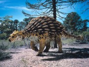 l ankylosaurus