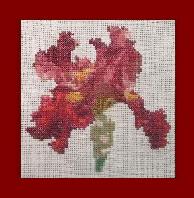 Iris Bordeaux