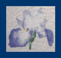 Iris Bleu-Blanc