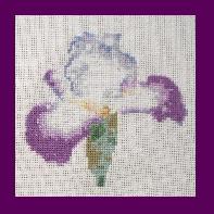 Iris Violet-Blanc