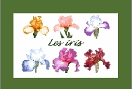 Iris Complet