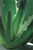 L'ALOE VERA