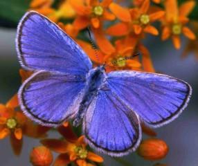 papillon.jpg