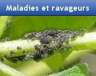 Maladies et ravageurs
