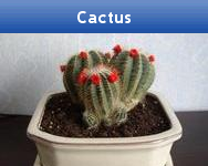 Cactus
