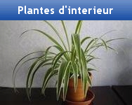 Plantes d'interieur