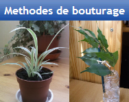 Methodes de bouturage