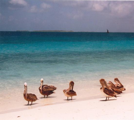 P&eacute;licans aux Aves
