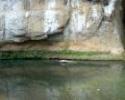 Dans Le Vallon sourn