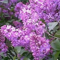 Lilas