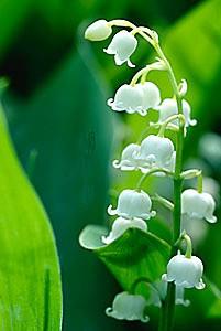 Muguet