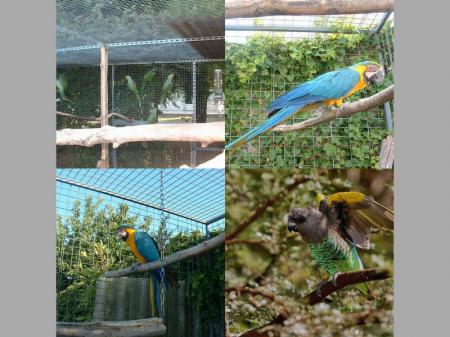 Comment devenir eleveur d'oiseaux exotique