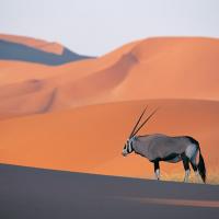 Oryx