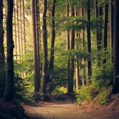 Sentier dans une forêt de grands arbres