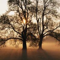 L'arbre