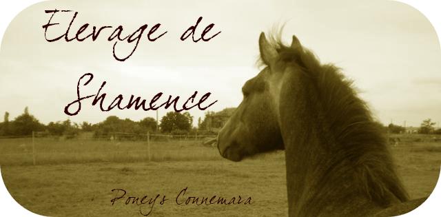 Elevage de Shamence