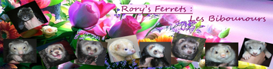 Rory's Ferrets les Bibounour's